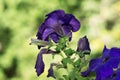Petunia hybrida garden petunia flowers, purple and blue. Selective focus.
